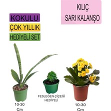 Odea Serada Decor & Plant 3'lü Set Kılıç, Sarı Kalanşo, Fesleğen Çiçeği, 10-30 cm