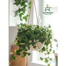 Odea Nura Botanik Yeşil Hedera Helix Sarmaşığı, Makrome Saksıda, 30-40 Cm, 1 Adet
