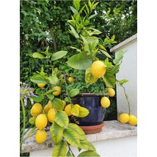Odea Nura Botanik Bol Sulu Yediveren Limon, 80-100 Cm, 1 Adet Saksılı Citrus Limon