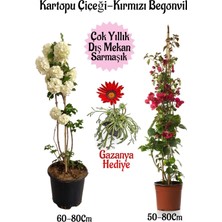 Odea Serada Decor & Plant Kartopu Çiçeği, Kırmızı Begonvil, Kırmızı Gazanya Hediyeli Saksılı Bahçe Seti, Çok Renkli