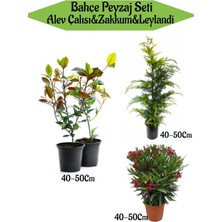 Odea Nura Botanik Bahçe Seti, 2 Adet Alev Çalısı, 1 Adet Leylandi Fidanı, 1 Adet Kırmızı Zakkum Fidanı, 40-50 Cm, Çok Renkli
