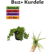 Odea Gardenbox Yer Örtücü Buz Çiçeği + Kurdela Çiçeği, 5-15 Cm, Saksılı, Dış Mekan Bitkileri, 2'li Set