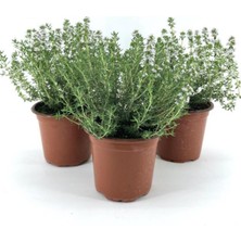 Odea Bitkim Sende Saksılı Kekik Fidanı, 10-20 Cm, 3 Adet, Potted Thyme Sapling