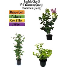 Odea Gardenbox Kokulu Bahçe Seti