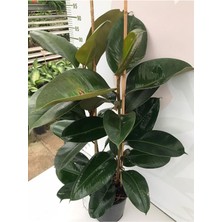 Odea Nura Botanik Kauçuk 2'li Ev Ofis Çiçeği, 60-80 cm Yükseklik, 20 cm Saksı