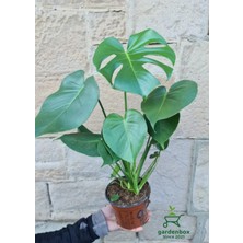 Odea Gardenbox Perlak Canlı Yapraklı Deve Tabanı Çiçeği, 1 Adet, Saksılı, 30-50 cm