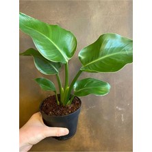 Odea Nura Botanik Yellow Euphorbia Milii Sarı Renk Dikenler Tacı Çiçeği Saksılı 15-30CM