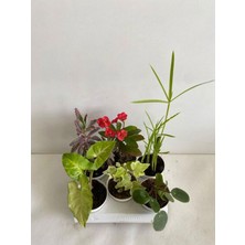 Odea Serada Decor & Plant 6'lı Mini Bitki Seti, Melek Kanadı, Aşkın Göz Yaşı, Hedera, Kırmızı Milli Dikenler, Pilea, Japon Şemsiyesi