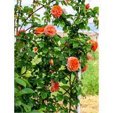 Odea Serada Decor & Plant Sarmaşık Gül, Turuncu, 60-80 Cm, 1 Adet Saksılı Aşılı Gül