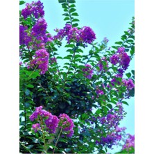Odea Bitkim Sende Mor Oya Ağacı Fidanı, 70-100 Cm, 1 Adet, Tüplü, Bahçe Dış Mekan Bitkisi, Chaenomeles