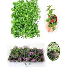 Odea Gardenbox 2'li Zemin Örtücü Bitki Seti, 20 Buz + 20 Mezem, Viyolde Mezar Çiçekleri