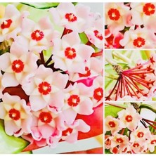 Odea Bitkim Sende Hoya Pink, 1,5 Metre, Kokulu Mum Çiçeği Bitkisi, Koleksiyon Serisi
