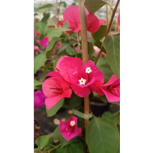 Odea Nura Botanik Sarmaşık Begonvil Çiçeği, Mercan Rengi, 40-50 Cm, Bougainvillea