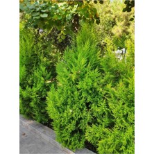 Odea Serada Decor & Plant Limoni Servi Yerli Üretim, 20-30 Cm, 1 Adet Tüplü Dış Mekan Bitkisi, Cupressus Macrocarpa