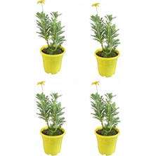 Odea Bitkim Sende Sarı Çalı Papatya, 20-40 Cm, 4 Adet Saksılı Canlı Bitki