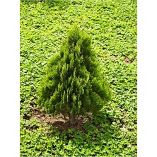 Odea Serada Decor & Plant Çam Kokulu Leylandi, 30-50 Cm, Saksılı Çit Bitkisi, Cupressocyparis Leylandii