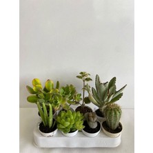 Odea Serada Decor & Plant 8'li Bitki Seti, Aloe Vera, Para Bitkisi, Sukulent, Taşı Kaktüs, Kokulu Benjamin, Kaktüs, Ayı Pençesi