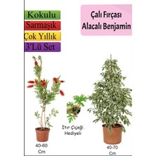 Odea Gardenbox Beyaz Alacalı Benjamin Bitkisi, Fırça Çalısı, Itır Çiçeği, 3'lü Set, Çok Renkli