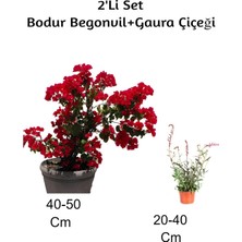 Odea Serada Decor & Plant Kırmızı Bodur Begonvil + Gaura Çiçeği 2'li Set, Dış Mekan Bitkisi