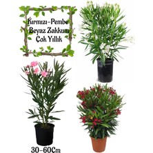 Odea Serada Decor & Plant Beyaz Zakkum,