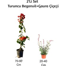 Odea Gardenbox Turuncu Begonvil + Gaura Çiçeği 2'li Set, Dış Mekan Bitkisi