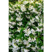 Odea Gardenbox Arap Yasemini, 1. Sınıf Ürün, 50-70CM, Saksılı, Kokulu, Çok Renkli