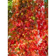 Odea Serada Decor & Plant Renk Değiştiren Amerikan Sarmaşığı, 40-65CM, Saksılı Peyzaj Bitkisi