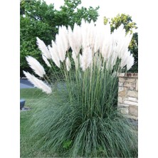 Odea Nura Botanik Beyaz Pampas Saz Çiçeği Fidanı, Saksılı, 60-80 Cm, Bahçe Bitkisi