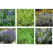 Odea Serada Decor & Plant Güzel Kokulu Bitki Seti 6 Bitki, Lavanta, Kekik, Biberiye, Melissa, Adaçayı, Lavantin