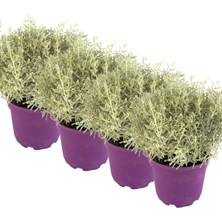 Odea Serada Decor & Plant 4'lü Lavantin Seti, 30-50 Cm, Tıbbi Aromatik Bitki