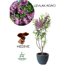 Odea Nura Botanik Yoğun Kokulu Leylak Çiçeği Fidanı, 40-60 Cm, Saksılı, Yaprak Güzeli Hediyeli