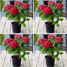Odea Nura Botanik 4 Adet Kırmızı Ortanca Çiçeği, 25-45 Cm, Saksılı Çiçekli Bodur Bitkiler