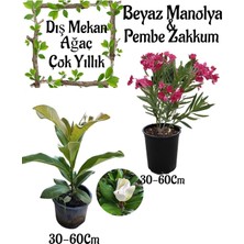 Odea Nura Botanik Kokulu Manolya Ağacı 30-60CM Saksılı + Pembe Zakkum 30-60CM Saksılı Bahçe Seti