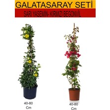 Odea Gardenbox 2'li Takım Seti Sarı Yasemin + Kırmızı Begonvil, 40-80 cm