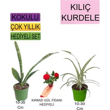 Odea Serada Decor & Plant 3'lü Set Kılıç Kurdele Çiçeği Kırmızı Gül Fidanı
