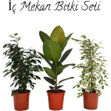 Odea Gardenbox Salon Çiçek Seti, Yeşil Benjamin (40-60CM), Kauçuk (50-60CM), Alacalı Benjamin Çiçeği (40-50CM)
