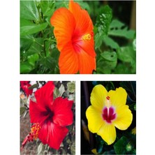 Odea Nura Botanik Japon Gülü Hibiscus Çiçeği Fidanı 3'lü Set, 40-60 Cm, Sarı Kırmızı Turuncu, Saksılı