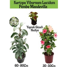 Odea Bitkim Sende Kartopu Viburnum, Pembe Mandevilla, Yaprak Güzeli Hediye Bahçe Bitkisi Seti