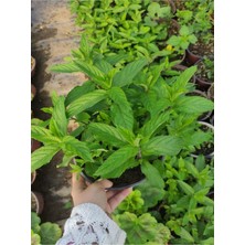 Odea Nura Botanik Dolgun Nane Fidesi, 1 Adet, Saksılı, Aromatik Bitki, 15-30CM