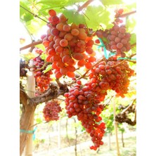 Odea Nura Botanik Tatlı Pembe Üzüm, 1 Adet Saksılı Tüplü, 30-60 Cm, Dış Mekan Bitkisi