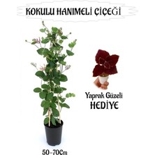 Odea Nura Botanik Mis Kokulu Hanımeli Çiçeği 1 Adet + Bordo Yaprak Güzeli Hediye, 50-70 cm