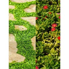 Odea Gardenbox Yer Örtücü Bitki Seti, 10 Buz + 5 Fare Kulağı (Dichondra Repens), Çok Renkli