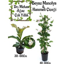 Odea Nura Botanik Kokulu Manolya Ağacı ve Kokulu Hanımeli Çiçeği Bahçe Seti, 2 Adet Saksılı