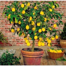 Odea Bitkim Sende Saksılı Bodur Limon Fidanı, 2 Yaş, Meyve Veren Mayer Limon Ağacı