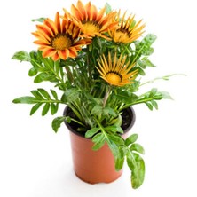 Odea Gardenbox Turuncu-Sarı Gazanya Çiçeği, 1 Adet, Saksılı, 15-25CM, Çiçekli Bodur Bitki