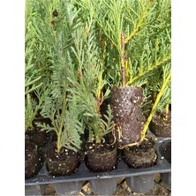 Odea Serada Decor & Plant Leylandi Fidanı, Mini Potta, 10-20 Cm, 20 Adet, Cupressus Leylandii