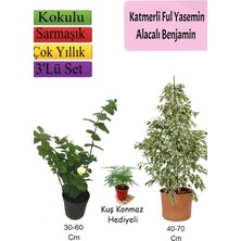Odea Nura Botanik Beyaz Alacalı Benjamin Bitkisi, Katmerli Ful Yasemin, Tül Çiçeği, 40-70 Cm, 3'lü Set