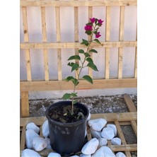 Odea Gardenbox Fuşya Begonvil Fidanı, Çiçekli Bodur Bitki