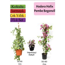 Odea Bitkim Sende Hedera Helix Sarmaşığı, Pembe Begonvil, Telgraf Çiçeği Hediyeli, 3'lü Set