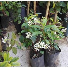 Odea Serada Decor & Plant Mis Kokulu Arap Yasemini, 40-50 Cm, 4 Adet Tüplü, Rhyncospermum Jasminoides